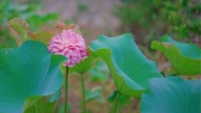 Hi 我在榄核的第27天