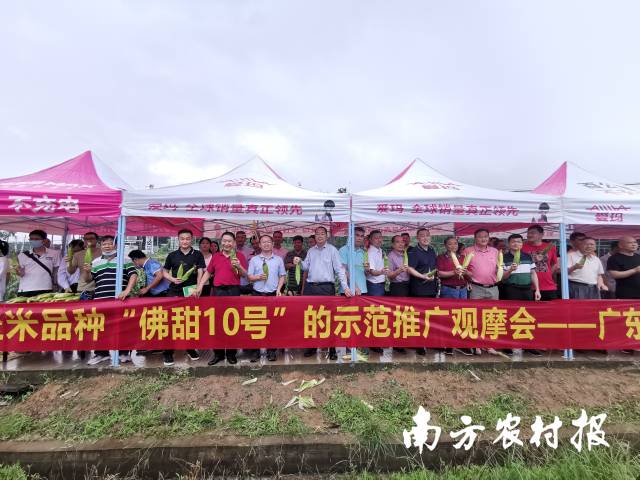 产学研销协同发力！省级主导品种佛甜10号观摩会在佛山高明举办