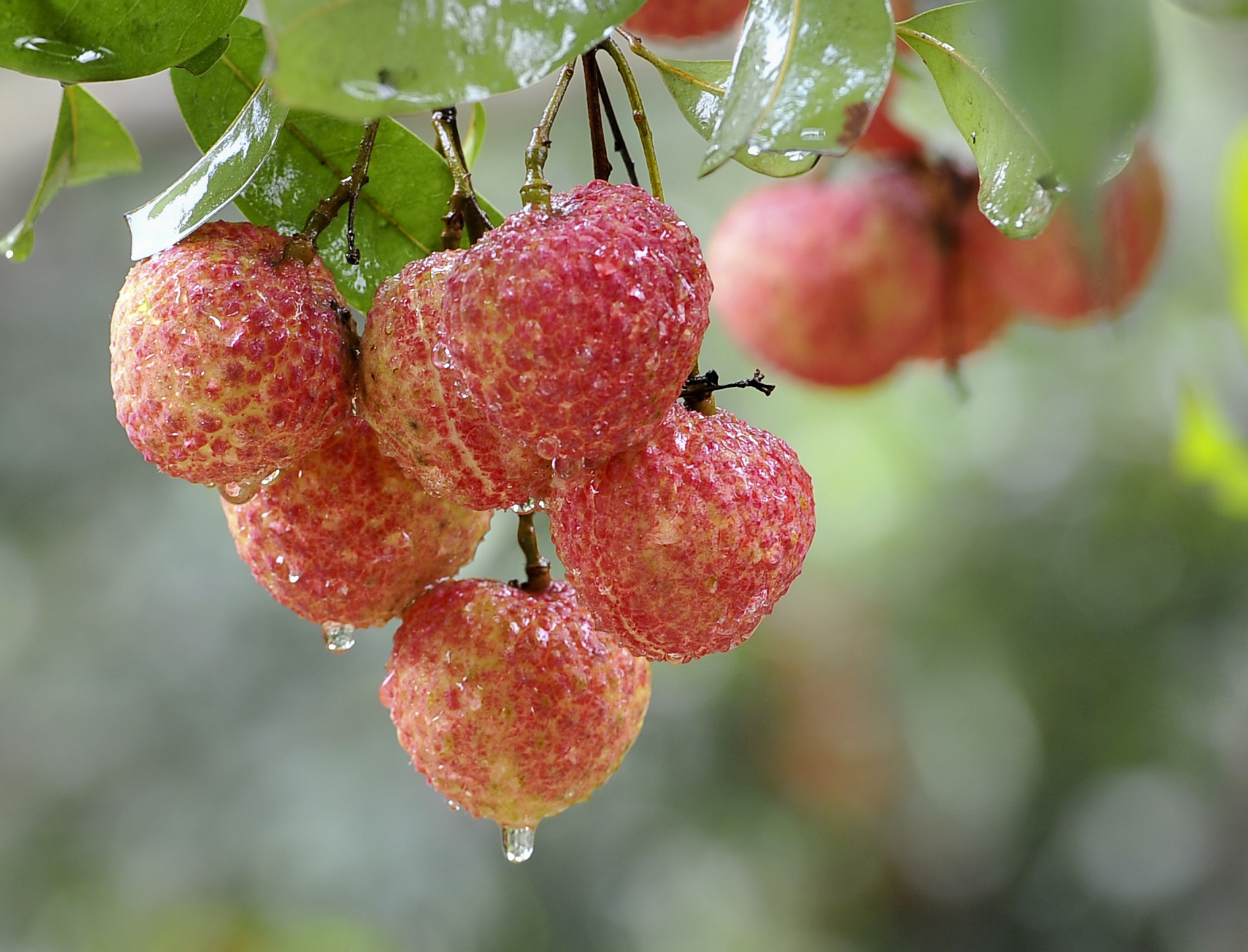 惠州镇隆荔枝对接rcep走出国门约125将销往海外