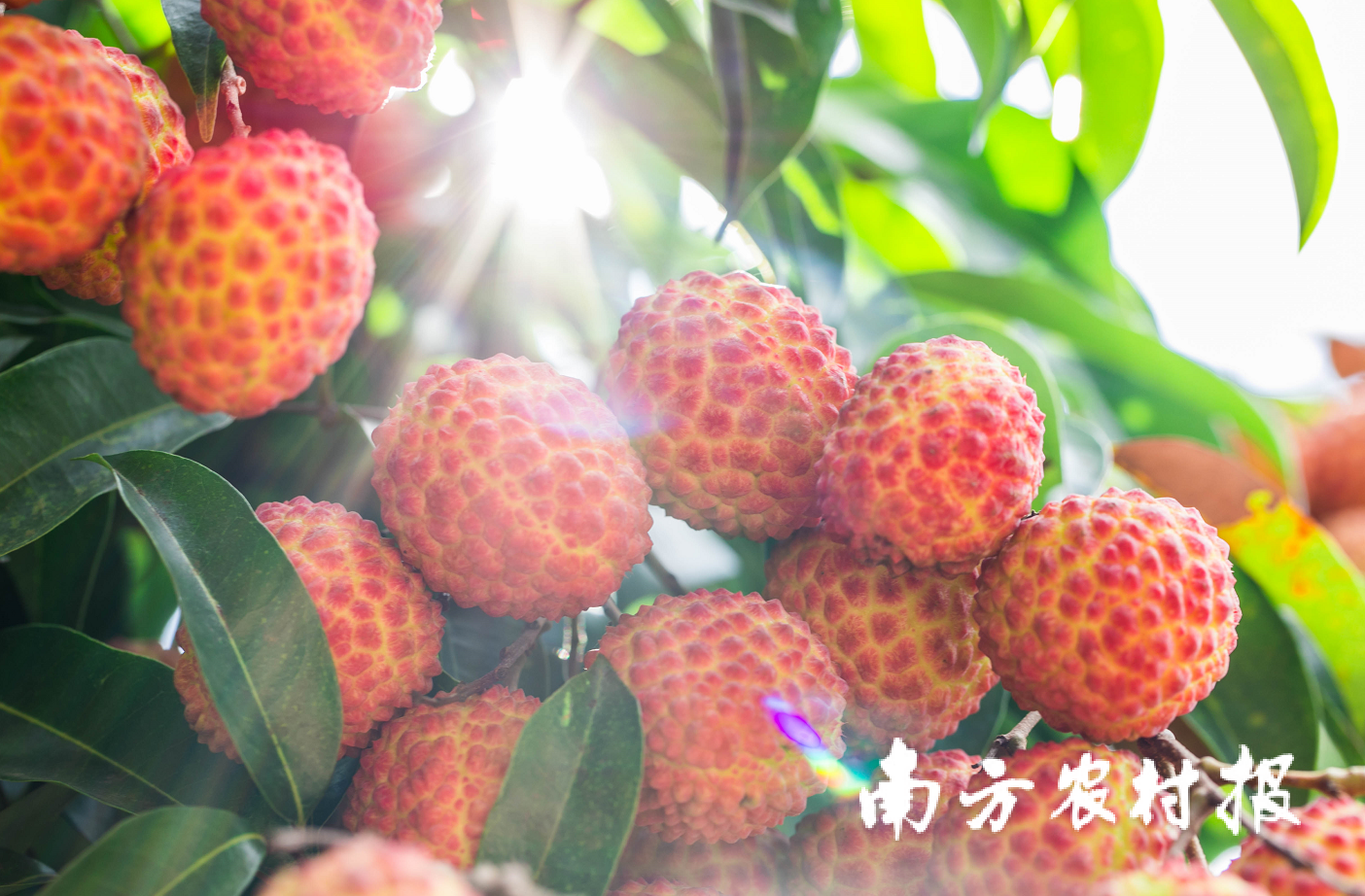 助“荔”上市，从化打好荔枝销售“组合拳”（内附采购方式）