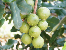 万亩“洋坚果”进入挂果期，成熟价格可达7元／斤| 阳春市夏威夷果产业园系列报道②