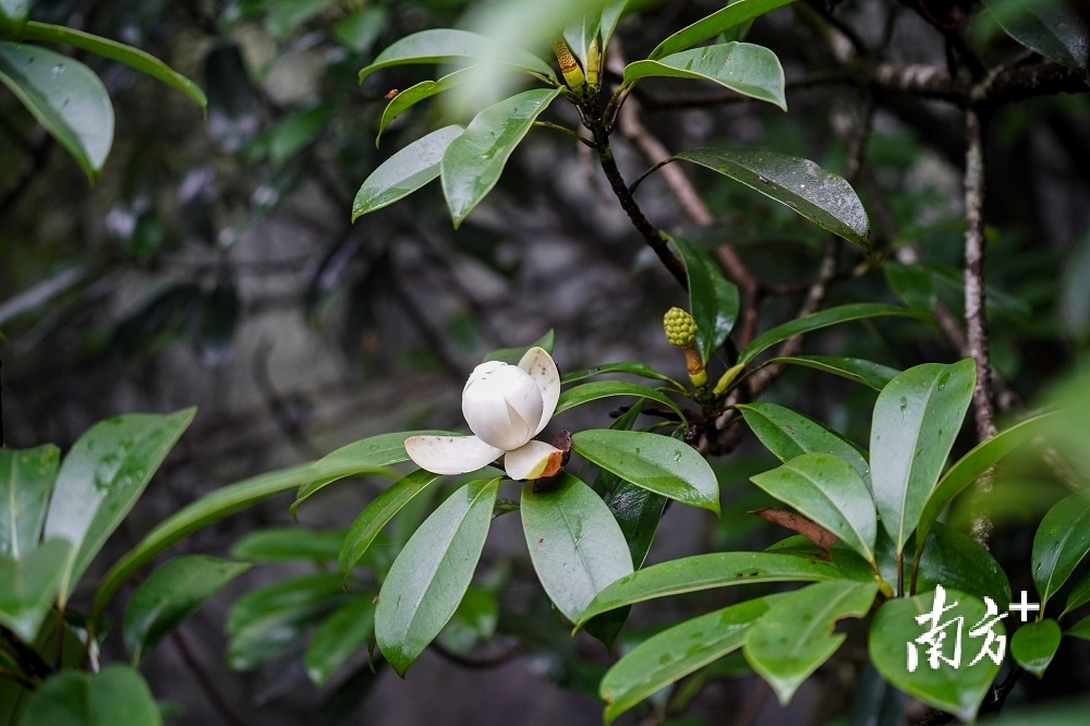 云髻山厚叶木莲。温振鹏 摄