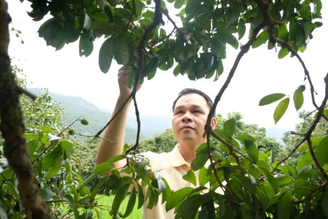 傅杰东在园内查看荔枝生长情况。 傅杰东在园内查看荔枝生长情况。