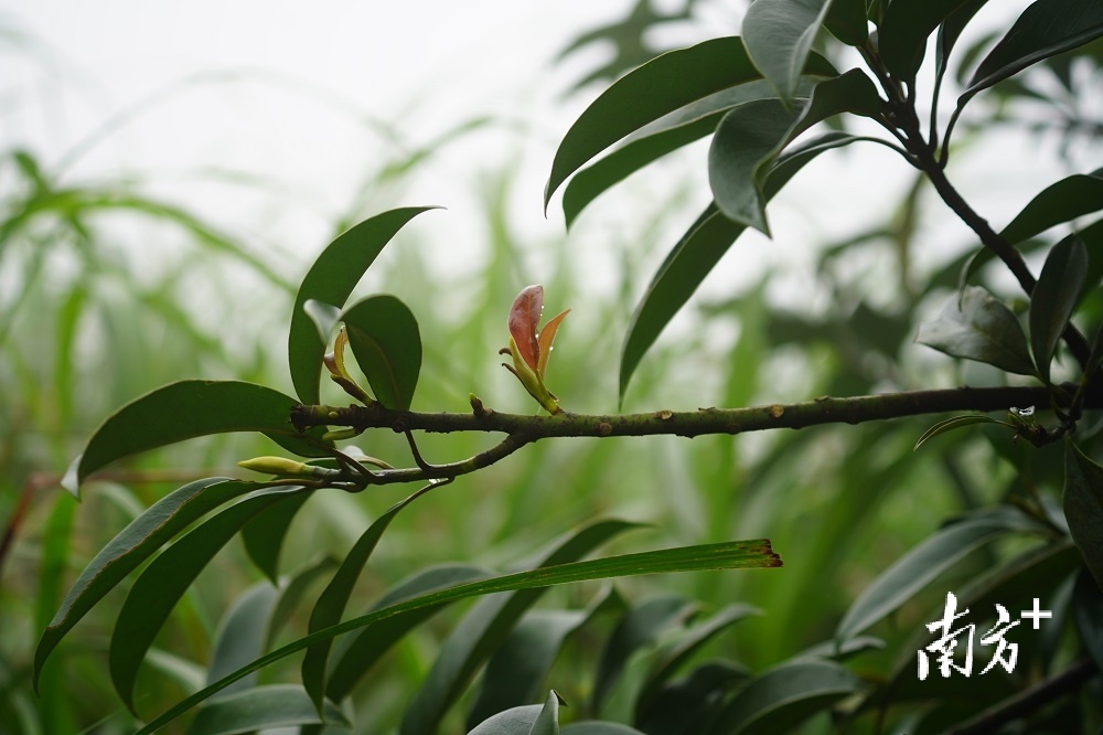 云髻山厚叶木莲。温振鹏 摄