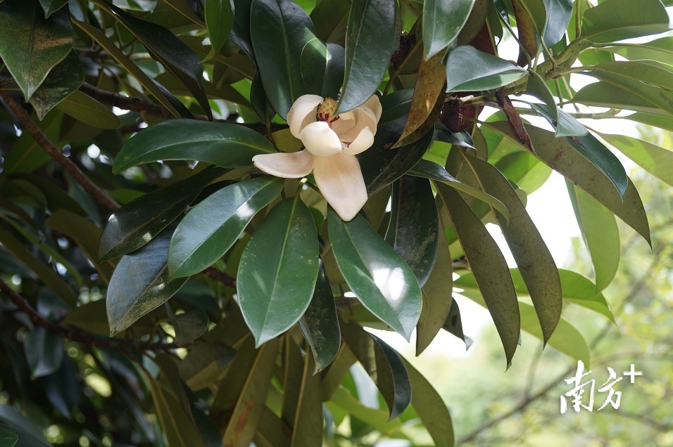 云髻山厚叶木莲。蓝扬辉 摄