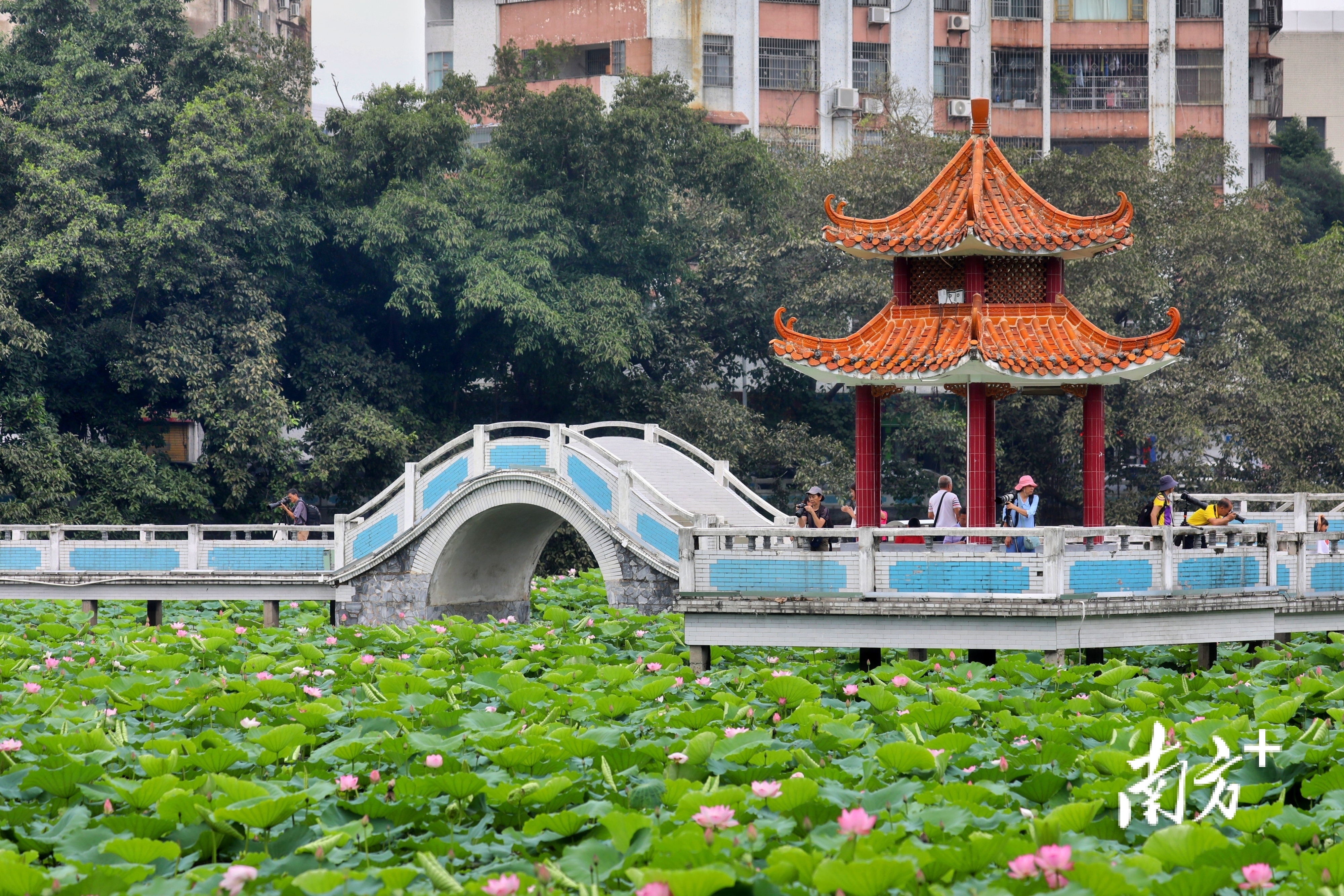 南方拍客 聂伟健 供图盛夏,肇庆市端州区宝月荷塘的荷花开始营业