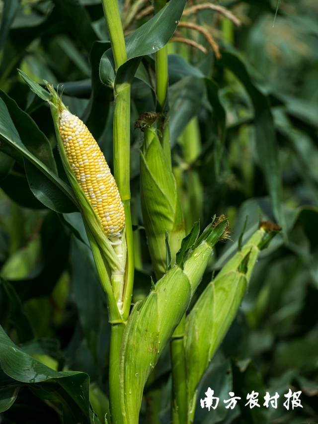 守护粮食安全！佛山探索打造甜玉米研、产、销一体化体系