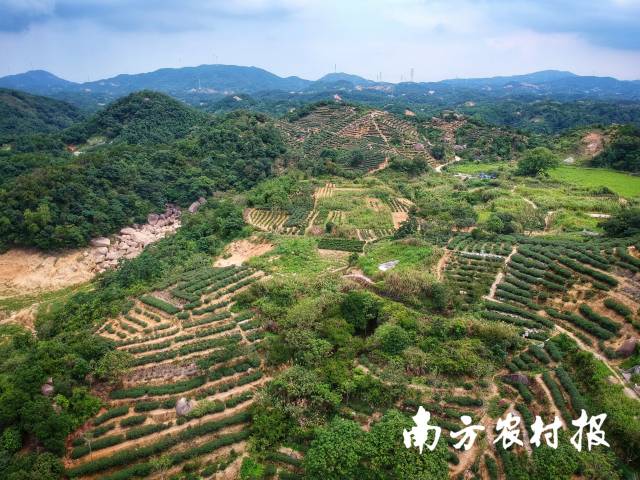 红场镇苏林村茶山  