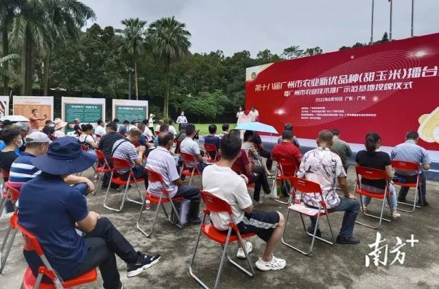结果出炉！打赢广州市甜玉米擂台赛的霸主是它们