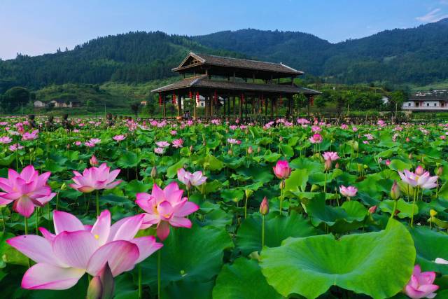 泗水镇梅畲村的“田园巴黎”荷花池景观。