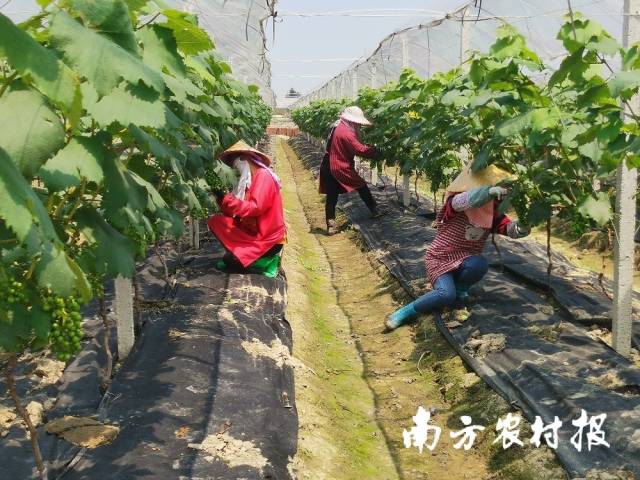 东华村潮乡音乐葡萄沟
