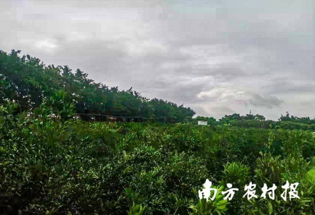 雨雨雨，新会柑果发育关键期，这些要做好！