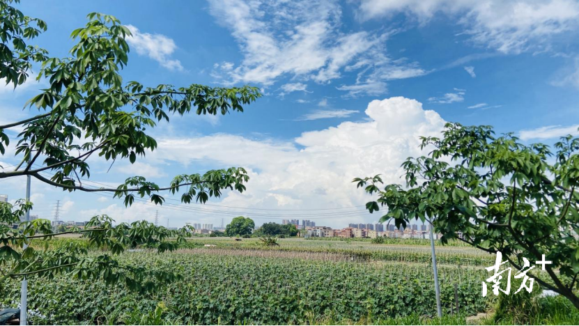 黄旗山。黄伟兴 摄