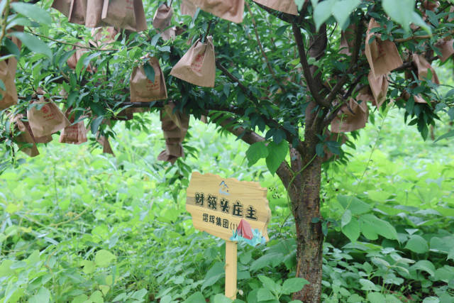 庆云镇财领头生态农业发展有限推出乐昌黄金柰李认养活动,认养树为结果盛期树,保底产量90斤。 庆云镇财领头生态农业发展有限推出乐昌黄金柰李认养活动,认养树为结果盛期树,保底产量90斤。