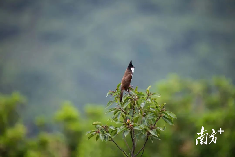 黄旗山。黄伟兴 摄