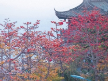 古城新生 | 一文速览《南方日报·潮州观察》第90期