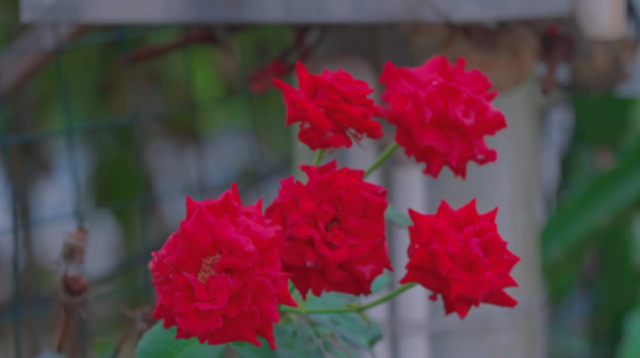 Hi 我在榄核的第34天