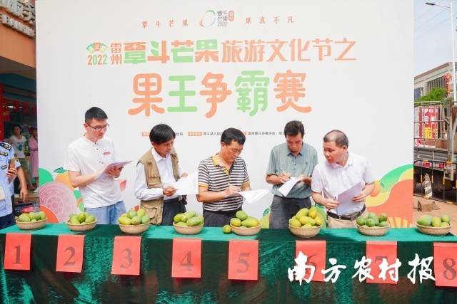 评委激烈打分,芒果们展开激烈角逐 南方农村报 谢伙荣 拍摄 评委激烈打分,芒果们展开激烈角逐 南方农村报 谢伙荣 拍摄