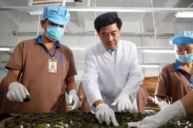 区柏余在指导工人进行陈皮加工 区柏余在指导工人进行陈皮加工
