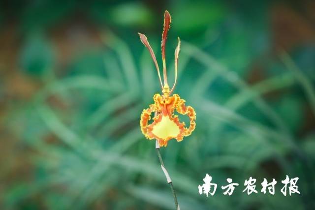 “父亲节专属之花”——“齐天大圣”。 南方农村报 吴秒衡 拍摄 “父亲节专属之花”——“齐天大圣”。 南方农村报 吴秒衡 拍摄