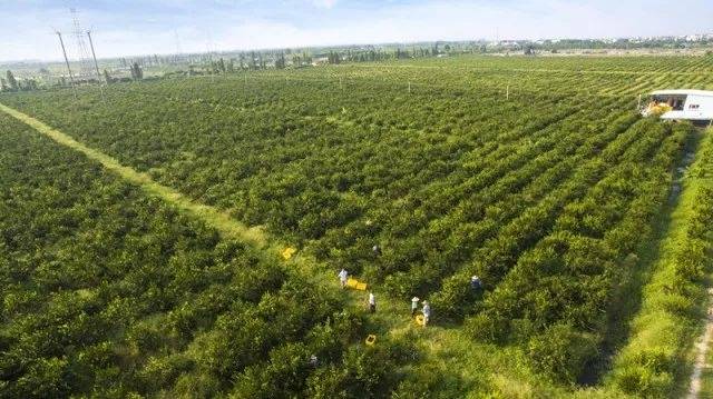 江门丽宫国际食品有限公司的柑园 江门丽宫国际食品有限公司的柑园