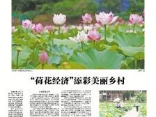“荷花经济”添彩美丽乡村|速览《南方日报·高州视窗》62期