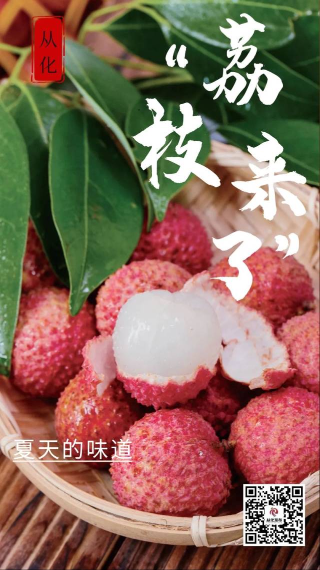 核心品种上市时间一览！从化荔枝快熟了