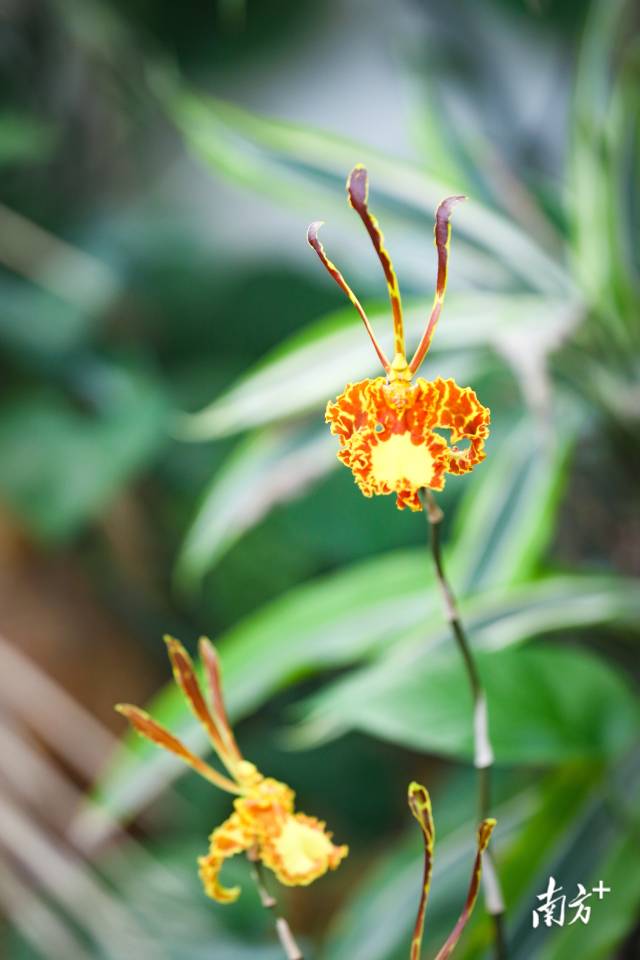 "齐天大圣"是广东四会打造的一款父亲节专属之花,又名"父兰".