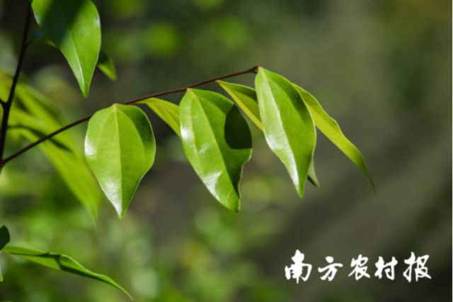 梅片枝叶可用于生产天然冰片