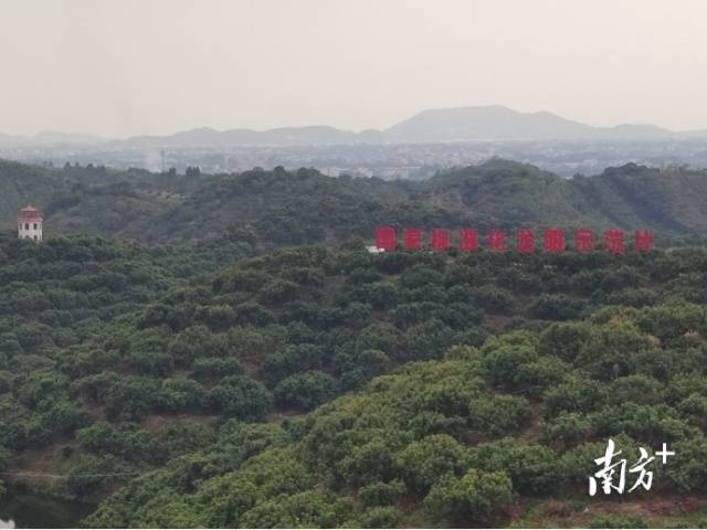 国家标准化龙眼示范片。 国家标准化龙眼示范片。