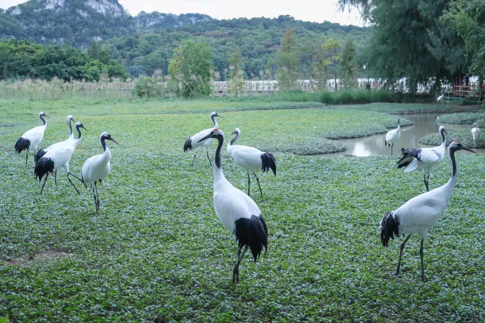 在星湖国家湿地公园,丹顶鹤自由觅食。 吴勇强 摄 在星湖国家湿地公园,丹顶鹤自由觅食。 吴勇强 摄