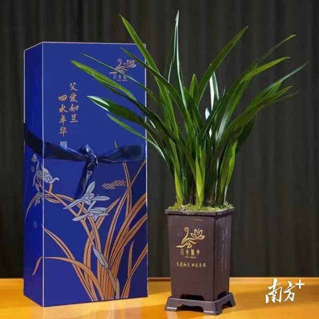 父爱如兰，中国式“花语”点亮乡村产业