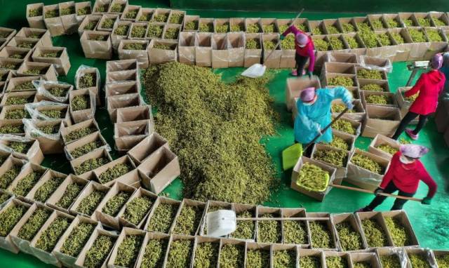 一家农副产品加工企业的员工在包装脱水蔬菜