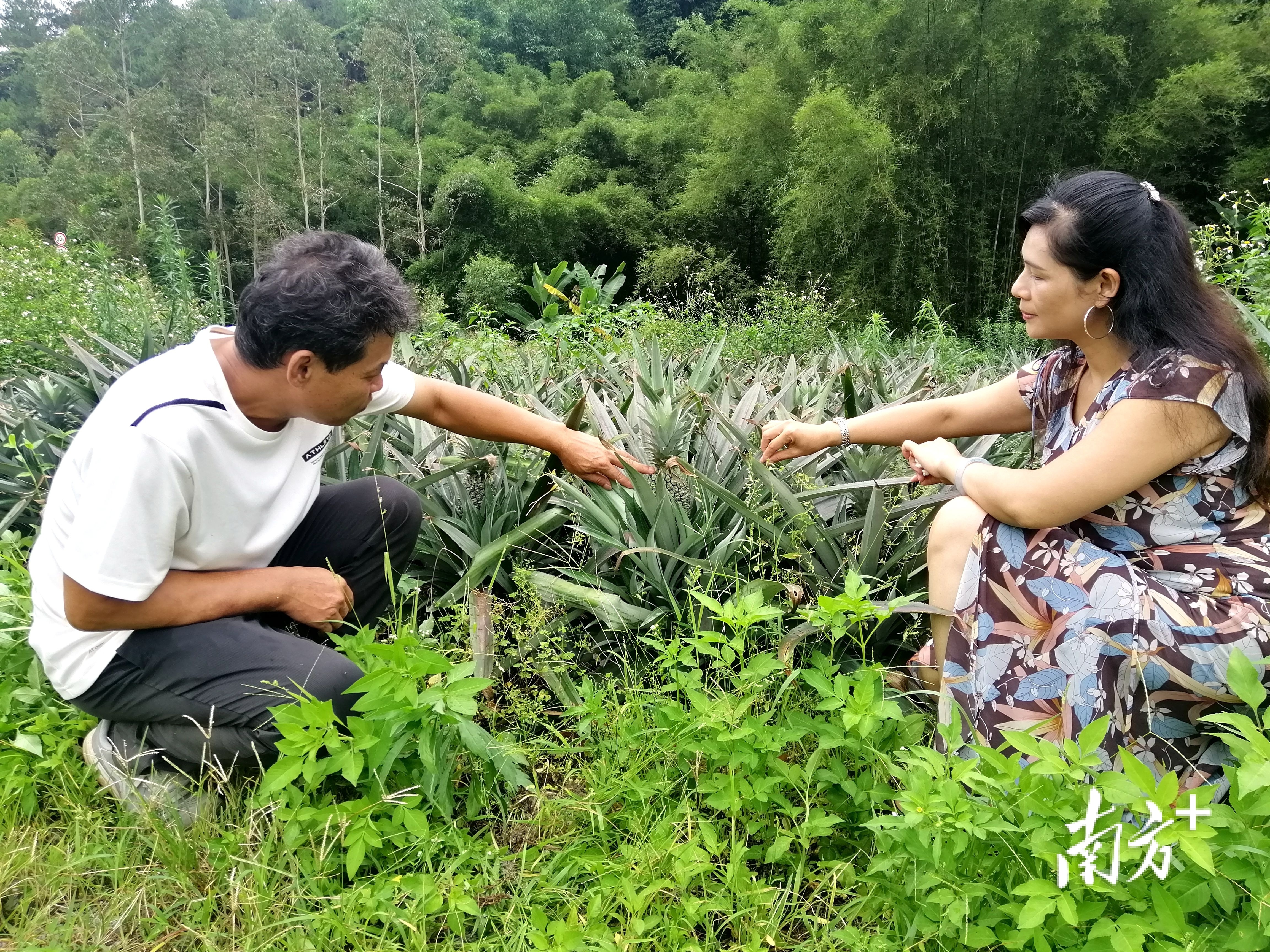 种植户在封开县江川镇裕丰村委会牛含坦波箩基地向客商介绍即将成熟神湾菠萝。黄瑛居 摄 种植户在封开县江川镇裕丰村委会牛含坦波箩基地向客商介绍即将成熟神湾菠萝。黄瑛居 摄