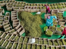 视点 | 当好乡村产业振兴的生力军——农业产业化龙头企业联农带农综述