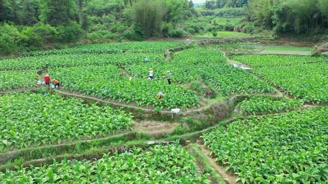 平远县八尺镇角坑村烟叶采摘现场