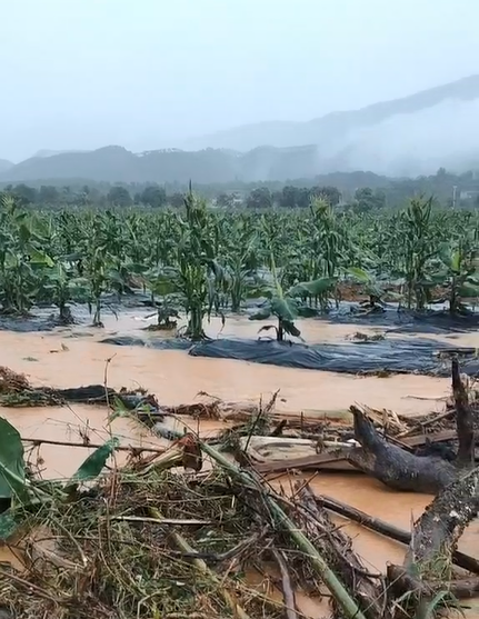 扛过霜冻却没躲过水灾！英德降雨超80天后，蕉农损失惨重