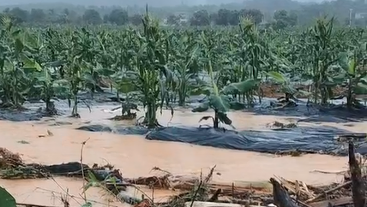 扛过霜冻却没躲过水灾！英德降雨超80天后，蕉农损失惨重