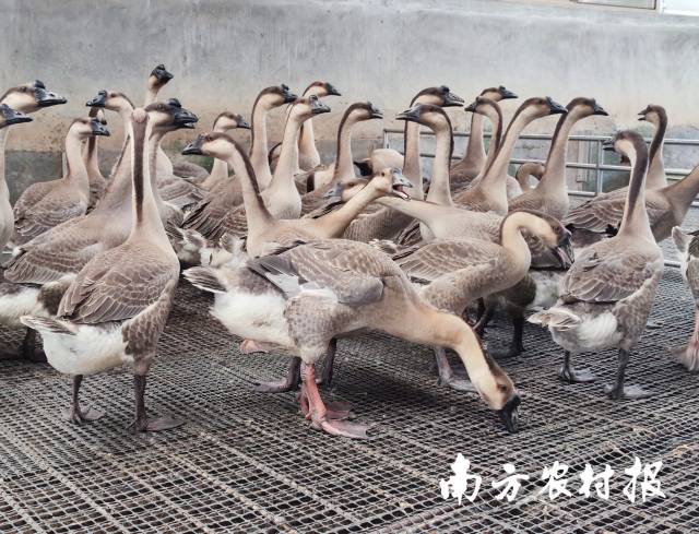 生态养殖场里50天鹅龄的乌鬃鹅是烧鹅的最佳原料。 生态养殖场里50天鹅龄的乌鬃鹅是烧鹅的最佳原料。