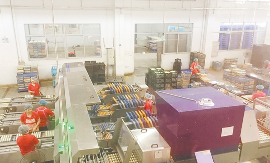 旭日蛋品咸蛋黄加工中心 旭日蛋品咸蛋黄加工中心