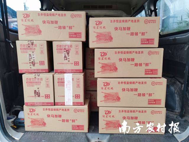 每天傍晚,当天生产的烧鹅都会装入定制泡沫箱,搬上顺丰的运输车,通过空运送往全国各地。 每天傍晚,当天生产的烧鹅都会装入定制泡沫箱,搬上顺丰的运输车,通过空运送往全国各地。