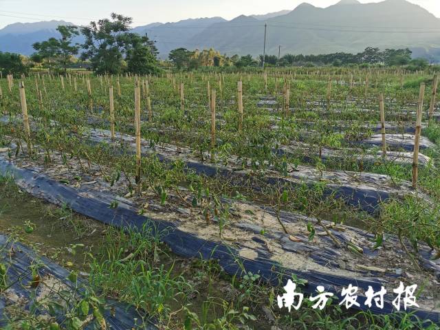 洪峰过后，翁源菜农开始救灾复产，目前最缺这些物资