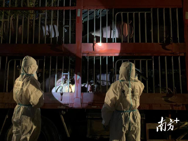 海关关员对供港活猪进行检疫。