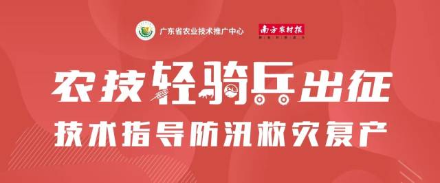 清远：多地洪水未退，作物仍被浸泡｜农技轻骑兵速递⑥