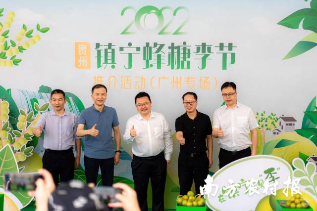 预售过万斤！镇宁蜂糖李羊城飘香