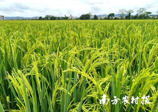 优质丝苗米静待收割.