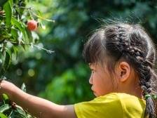 南沙黄阁镇举行麒麟荔枝采摘暨来穗人员亲子户外写生活动