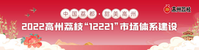 高州桂味荔枝迎上市高峰！精品果收购价18—20元/斤！