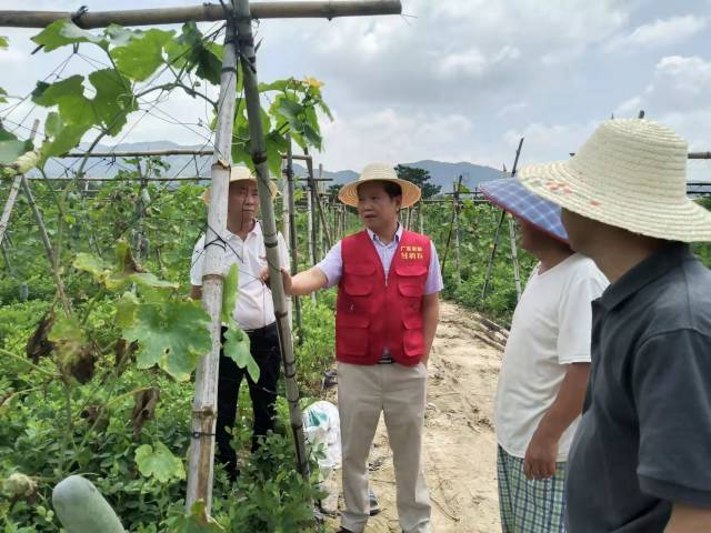 省农科院蔬菜所何裕志研究员与乡土专家交流复产技术。 省农科院蔬菜所何裕志研究员与乡土专家交流复产技术。