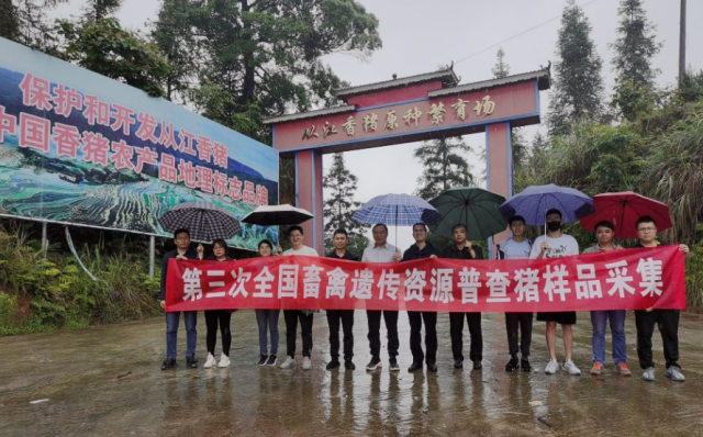 以种业为抓手！佛山鲲鹏院工作组赴贵州进行猪种质资源调查